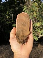 Centrolobium tomentosum
