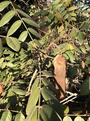 Centrolobium tomentosum