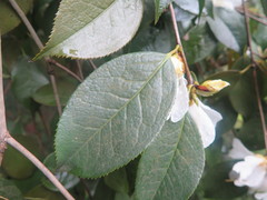 Camellia grijsii