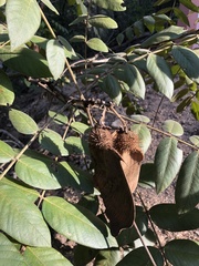 Centrolobium tomentosum
