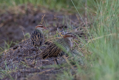 Gallirallus philippensis