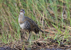 Gallirallus philippensis