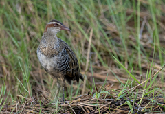 Gallirallus philippensis
