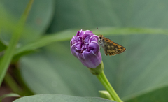Taractrocera luzonensis