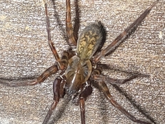 Agelenoidea