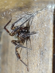 Agelenoidea
