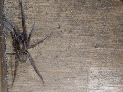 Agelenoidea