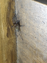 Agelenoidea