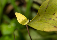 Eurema alitha