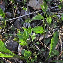 Cardamine bulbosa