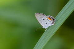 Everes lacturnus