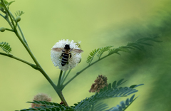 Apis dorsata breviligula