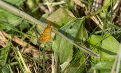Taractrocera luzonensis