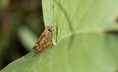 Taractrocera luzonensis