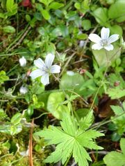 Geranium albiflorum