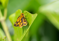 Taractrocera luzonensis