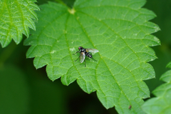 Phyllomya volvulus