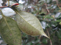 Camellia grijsii