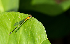 Ischnura senegalensis