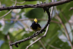 Melanochlora sultanea