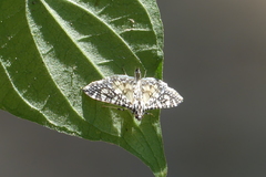 Glyphodes onychinalis