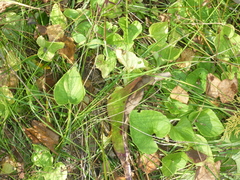 Viola uliginosa