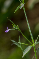 Dicliptera paniculata