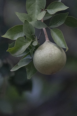 Aegle marmelos
