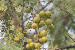 Phyllanthus emblica