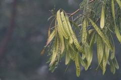 Leucaena leucocephala