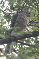 Accipiter badius
