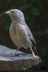 Argya striata