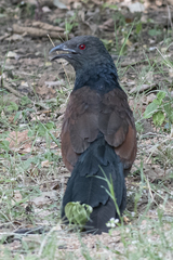 Centropus sinensis