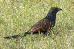 Centropus sinensis