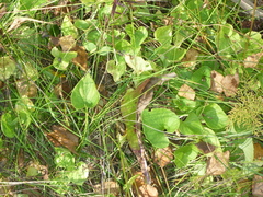 Viola uliginosa