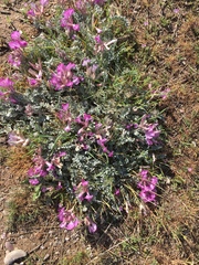 Astragalus utahensis