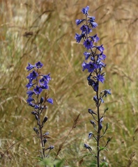 Delphinium flexuosum