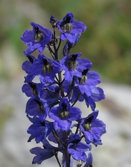 Delphinium flexuosum