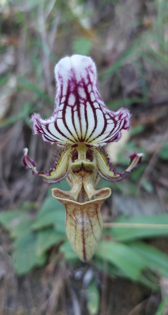 Fairrie's Paphiopedilum