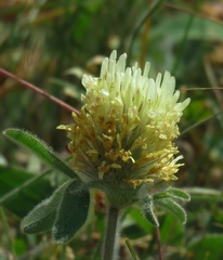 Trifolium trichocephalum