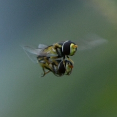 Simosyrphus grandicornis