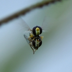 Simosyrphus grandicornis