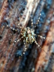 Megabunus diadema