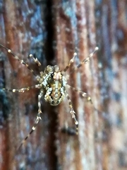 Megabunus diadema