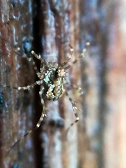 Megabunus diadema