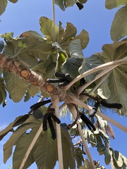 Cecropia hololeuca