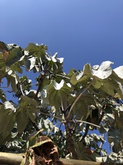 Cecropia hololeuca