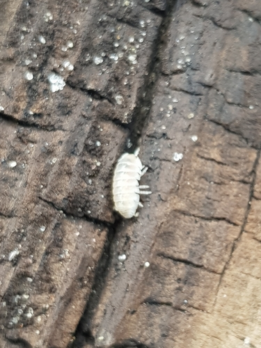 photo of White Pill Woodlouse (Armadillidium album)