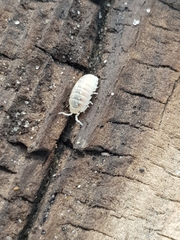 Armadillidium album