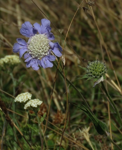 Perennial Scabious